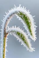 Green plant covered in ice crystals. Frost forming on leaf edges during cold weather. Winter season botanical detail against a light background. photo