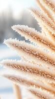 Frozen plant in winter. Plant covered with ice crystals against snowy landscape. Beautiful frosted plant with soft light. Winter season. photo