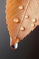 Autumn leaf closeup showing clear water droplets clinging. One drop hangs from the edge against a dark gray backdrop. Veins visible. photo