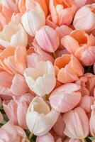 Close up of many colorful tulip flowers. Light pink petals create a beautiful spring bloom. Floral blossom texture. Tender nature background. photo
