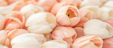 Close up view of many pale pink tulip blossoms. Soft petals arranged together in a floral display. Bright background showing spring flowers. photo