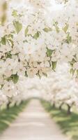 White blossoms cascade above a path lined with flowering trees. Soft light filters through the petals. A serene spring scene of nature. photo