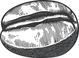 Hand-Drawn Illustration of a Coffee Bean in Vintage Style vector