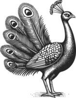 Detailed Illustration of a Majestic Peacock with Ornate Feathers vector