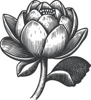 Vintage Floral Illustration of a Beautiful Water Lily in Black and White vector