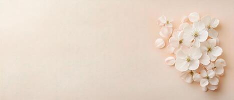 White blossoms scattered over light pink textured surface. Floral arrangement on a peach color background. Delicate flower petals. Gentle springtime backdrop. photo