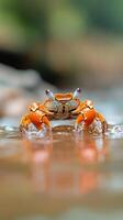 Colorful orange crab interacts with its environment as it emerges from warm waters in a vibrant tropical jungle, showcasing unique texture and colors photo