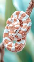 A rosy boa elegantly coiled around a tree branch amidst vibrant tropical foliage, showcasing its striking pattern and colors in serene natural surroundings photo