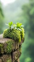 Young plants flourish in bright green moss on an ancient stone, showcasing resilience in a lush, tropical jungle environment filled with vitality photo