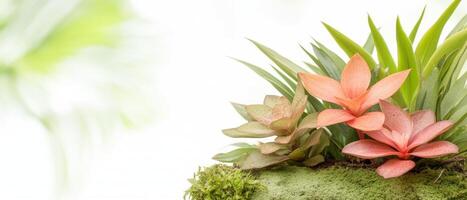 Colorful succulent plants thrive in a tropical environment, showcasing their unique shapes amidst lush green foliage, creating a tranquil atmosphere photo