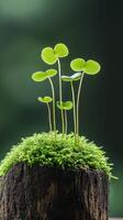 Delicate green sprouts rise from vibrant moss atop a weathered tree stump in a tropical jungle, illuminated by soft morning sunlight, creating a serene atmosphere photo