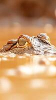 A tropical frog rests partially submerged in warm waters, showcasing its textured skin and vibrant eyes, surrounded by the lush ambiance of a jungle photo