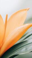 Vibrant orange tropical flower features glistening dew drops on its petals, surrounded by lush green foliage, evoking a fresh and exotic atmosphere in nature photo