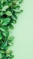 Fresh green leaves border on light green background. Lush foliage on the left. Blank space for text or design element. Natural plant frame photo