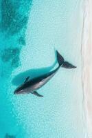 Whale swims in clear ocean water near sandy beach. Aerial view of majestic sea animal in turquoise sea. Light reflection on surface photo