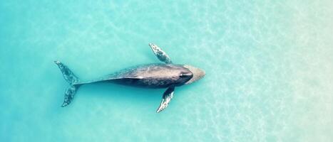 Gray whale swims in blue ocean water. Overhead view shows ocean patterns with sunlight. Aquatic mammal swimming in nature with clear ocean backdrop photo