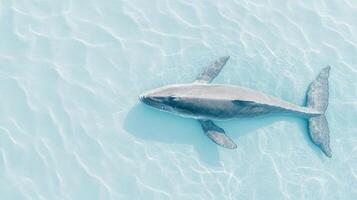 Whale swims in shallow clear ocean water. Light reflects and creates patterns on sea floor. Calm ocean surface visible from above photo