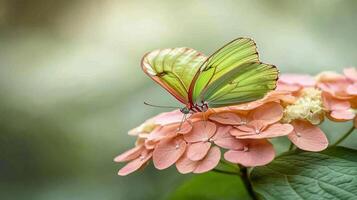 Green butterfly rests gently on delicate pink hydrangea blossoms in soft focus garden setting. Wings displayed with intricate detail against blurred background photo