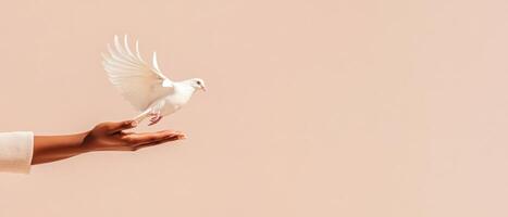 White dove taking flight from a open palm. Hand releases bird against a peach colored background. Symbol of peace and freedom. photo