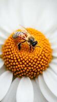 Honeybee gathers pollen. Close up of striped bee on a white petal flower with a bright orange center. Wings are slightly open. photo