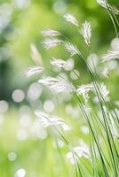 Tall grass with white fluffy seed heads swaying gently. Bokeh background. Green lush meadow. Summer nature scene. Bright outdoor light. photo