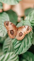 Close up of light brown butterfly resting wings open on a large leaf with green plants and leaves background in soft focus photo