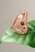 Brown butterfly resting gently on a shiny green leaf. Soft neutral background. Close up view shows detailed wing patterns and delicate antennae. photo