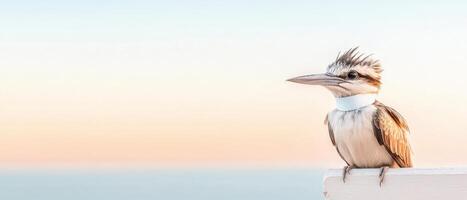 Kookaburra bird perched on white post looking left. Soft pastel sunrise colors. Peaceful scene with seabird and sea in background. photo