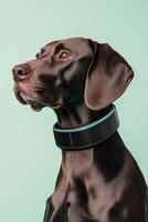 Chocolate brown dog portrait with modern collar. Animal looking left on pale green backdrop. Smooth coated breed in profile. Smart pet accessory. photo