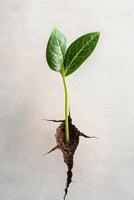 Small green plant growing through cracked surface. Two leaves reach upwards. Fresh growth sprouts. Earth breaks. Grey texture background. photo