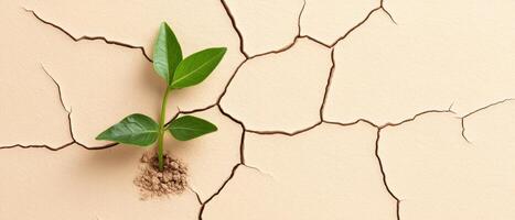 Green plant growing from cracked dry ground. New life rising on arid soil. Small sprout reaching up. Beige earth with fissures photo