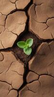 Small plant grows in cracked dry earth. Green leaves emerge from soil. Brown arid land surrounds new life. Arid landscape backdrop. photo