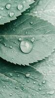 Green leaves surface. Water drops resting. Clear dew on foliage. Plant texture visible. Close up natural light. Fresh wet background. photo