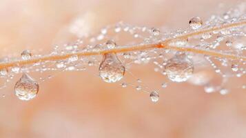Delicate dew drops cling to a small branch with tiny clear web strings. Soft morning light filters across a calm background. photo