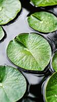 Lily pads float on dark water. Round green leaves covered in water drops. Calm pond with aquatic plants. Bright natural scene. photo