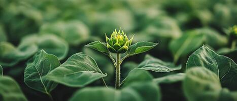 Unopened sunflower stands tall among lush green leaves in agricultural field. Farm crop awaits blooming in warm sunlight. Focus on center plant. photo