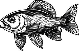 Vintage Style Illustration of a Detailed Fish in a Art Medium vector