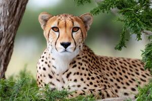 Cheetah resting in the shade of a tree in the african savannah photo