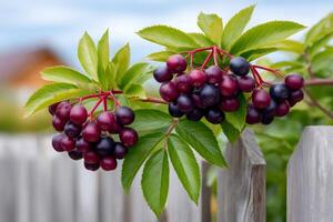 Ripe aronia berries hanging on branch over wooden fence photo