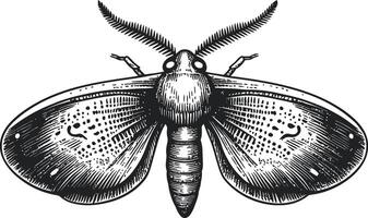 Detailed Black and White Illustration of a Moth with Intricate Patterns vector
