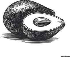 Hand-drawn Illustration of an Avocado and Its Seed vector
