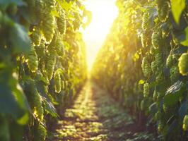 Hops field at sunset with vibrant green plants and warm light photo