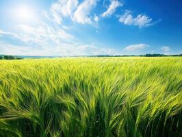 Vibrant green wheat field under a bright blue sky with clouds photo