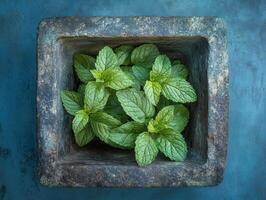Fresh mint leaves growing in stone container on blue background photo