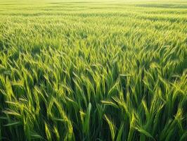 Expansive green wheat field swaying under bright sunlight photo