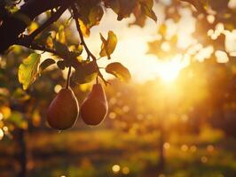 Pears hanging from tree branches at sunset in orchard photo