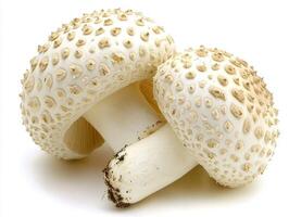 Fresh white mushrooms with textured caps in close-up view photo