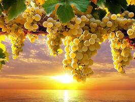 Sunlit grapes hanging near a tranquil sea at sunset photo