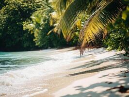 Serene shoreline lined with palm trees and gentle waves photo