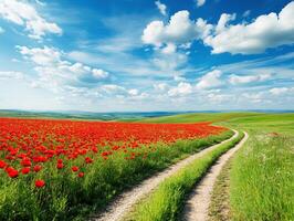 Vibrant poppy field under a blue sky with fluffy clouds photo